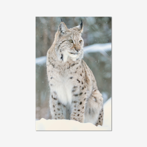 The Lynx in portrait - Sweden