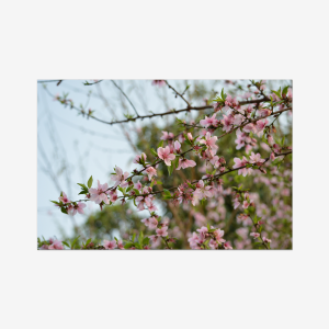 Peach Blossom - India