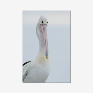 Pelican - Australia