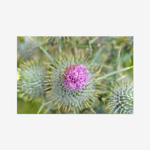 Thistle - Scotland, U.K