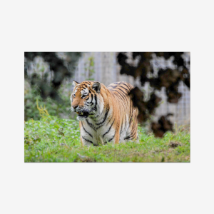 Bengal Tiger - India
