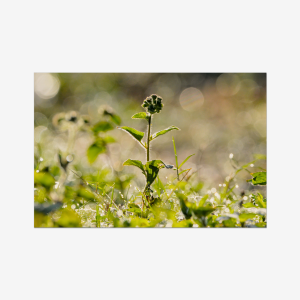 Wildflower in the morning dew - India