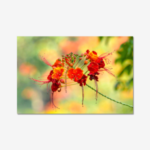 Vibrant Natural Colours - India (LIMITED EDITION)
