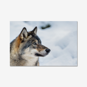 Scandanavian Wolf - Sweden