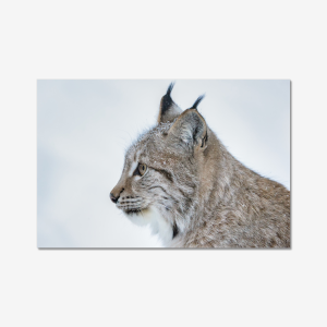 The Lynx - Sweden (LIMITED EDITION)