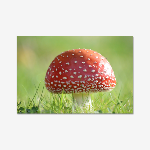 Fly Agaric Mushroom - Sweden