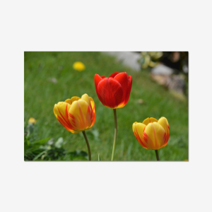 Three Tulips - England, U.K